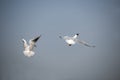 The black-headed gull Royalty Free Stock Photo