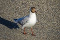 Black headed gull walking