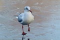 Black headed gull walking on ice