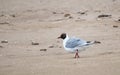 .a black-headed gull walking on a sandy beach Royalty Free Stock Photo