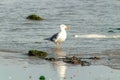 Black-headed Gull Walking in the Water Royalty Free Stock Photo