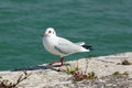 Black-headed gull Walking