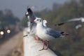 Black headed gull on wall Royalty Free Stock Photo