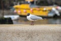 Black headed gull Royalty Free Stock Photo