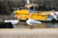 Black headed gull Royalty Free Stock Photo