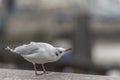 Black headed gull on a wall by the Thames looking curious Royalty Free Stock Photo