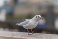 Black headed gull on a wall by the Thames Royalty Free Stock Photo