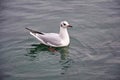 Black-headed gull in lake Royalty Free Stock Photo