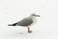 Black-headed Gull in winter / Larus ( Chroicocephalus) ridibundus