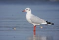 Black-headed Gull in winter plumage Royalty Free Stock Photo