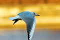 Black headed gull in winter plumage Royalty Free Stock Photo