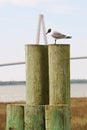 Black headed gull on wooden pier posts with marsh grass, water, and suspension bridge in background, vertical Royalty Free Stock Photo