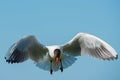 Black Headed Gull & x28;Chroicocephalus ridibundus& x29; Royalty Free Stock Photo