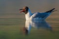 The Black-headed Gull & x28;Chroicocephalus ridibundus& x29; Royalty Free Stock Photo