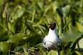 Black Headed Gull & x28;Chroicocephalus ridibundus& x29; Royalty Free Stock Photo