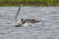 Black Headed Gull & x28;Chroicocephalus ridibundus& x29; Royalty Free Stock Photo