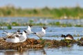 Black Headed Gull & x28;Chroicocephalus ridibundus& x29; Royalty Free Stock Photo