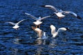 Black-headed gulls Royalty Free Stock Photo