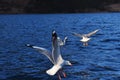 Black-headed gulls Royalty Free Stock Photo