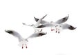 Black-Headed Gulls Royalty Free Stock Photo