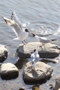 Black-headed Gulls Royalty Free Stock Photo