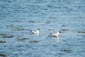 Black-headed gulls in blue water Royalty Free Stock Photo