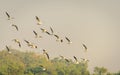 Black Headed Gulls Royalty Free Stock Photo