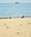 The black-headed gulls (Chroicocephalus ridibundus) on the beach