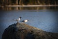 Black-headed gulls on the rock. Royalty Free Stock Photo