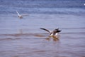 Black headed gulls (chroicocephalus ridibundus).Love of two and a rival.