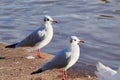 Black Headed Gulls (Chroicocephalus Ridibundus) next to river Royalty Free Stock Photo