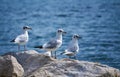 Black-headed gulls, chroicocephalus ridibundus