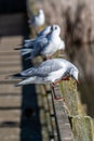 Black-headed gulls, chroicocephalus ridibundus, in winter plumage, having a scratch perched on fence posts Royalty Free Stock Photo