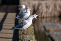 Black-headed gulls, chroicocephalus ridibundus, in winter plumage, squark perched on fence posts Royalty Free Stock Photo