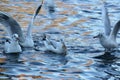 Black headed gulls feeding on lake Royalty Free Stock Photo