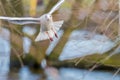 Black headed Gulls during feeding time at a local nature reserve Royalty Free Stock Photo