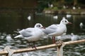 Black headed gulls on fence by river Royalty Free Stock Photo