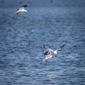 Black-headed Gulls fighting Royalty Free Stock Photo