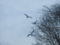 Black headed gulls in flight Royalty Free Stock Photo