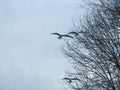 Black headed gulls in flight Royalty Free Stock Photo