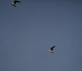 Black headed gulls in flight Royalty Free Stock Photo