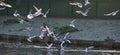 Black headed gulls flock in flight