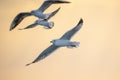 Black-headed gulls fly against the background of the burning evening sky. Royalty Free Stock Photo
