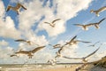 Black headed gulls flying over beach of the Baltic Sea Royalty Free Stock Photo