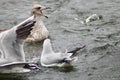 A herring gull with open beak Royalty Free Stock Photo