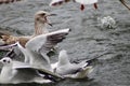 A seagull feeding frenzy Royalty Free Stock Photo