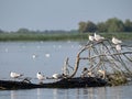 Black headed gulls on Isaccel Lake, Danube Delta, Romania Royalty Free Stock Photo