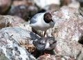 Black-headed gulls and its chick in a nesting colony