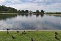 Black-headed gulls on lake of city park Royalty Free Stock Photo