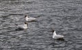 Black-headed gulls on lake of city park Royalty Free Stock Photo